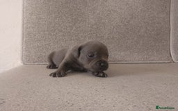 Staffordshire Bull Terrier dogs for sale: champion Fathered blue and black puppies KC reg - Image 6