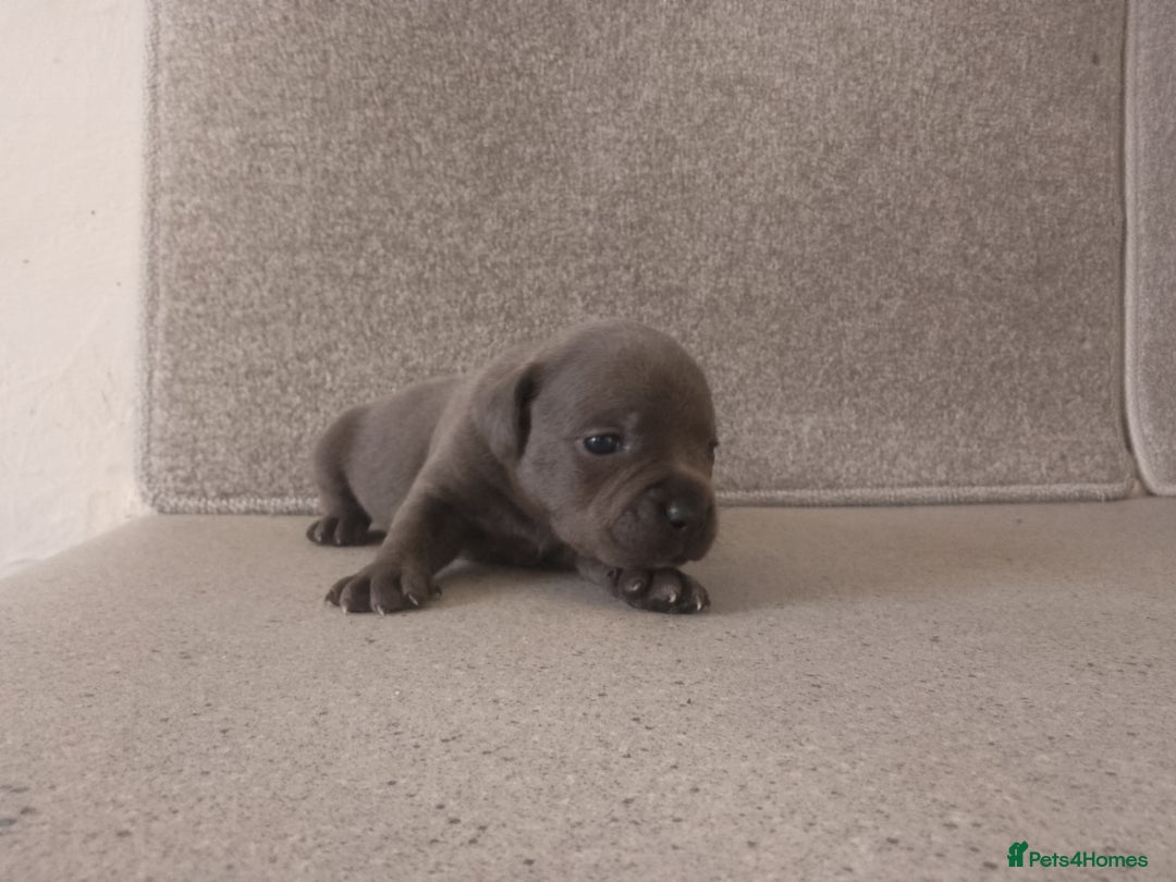 Staffordshire Bull Terrier dogs for sale: champion Fathered blue and black puppies KC reg - Image 6