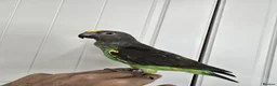 Parrots birds for sale: Meyers Parrot  - Advert 1