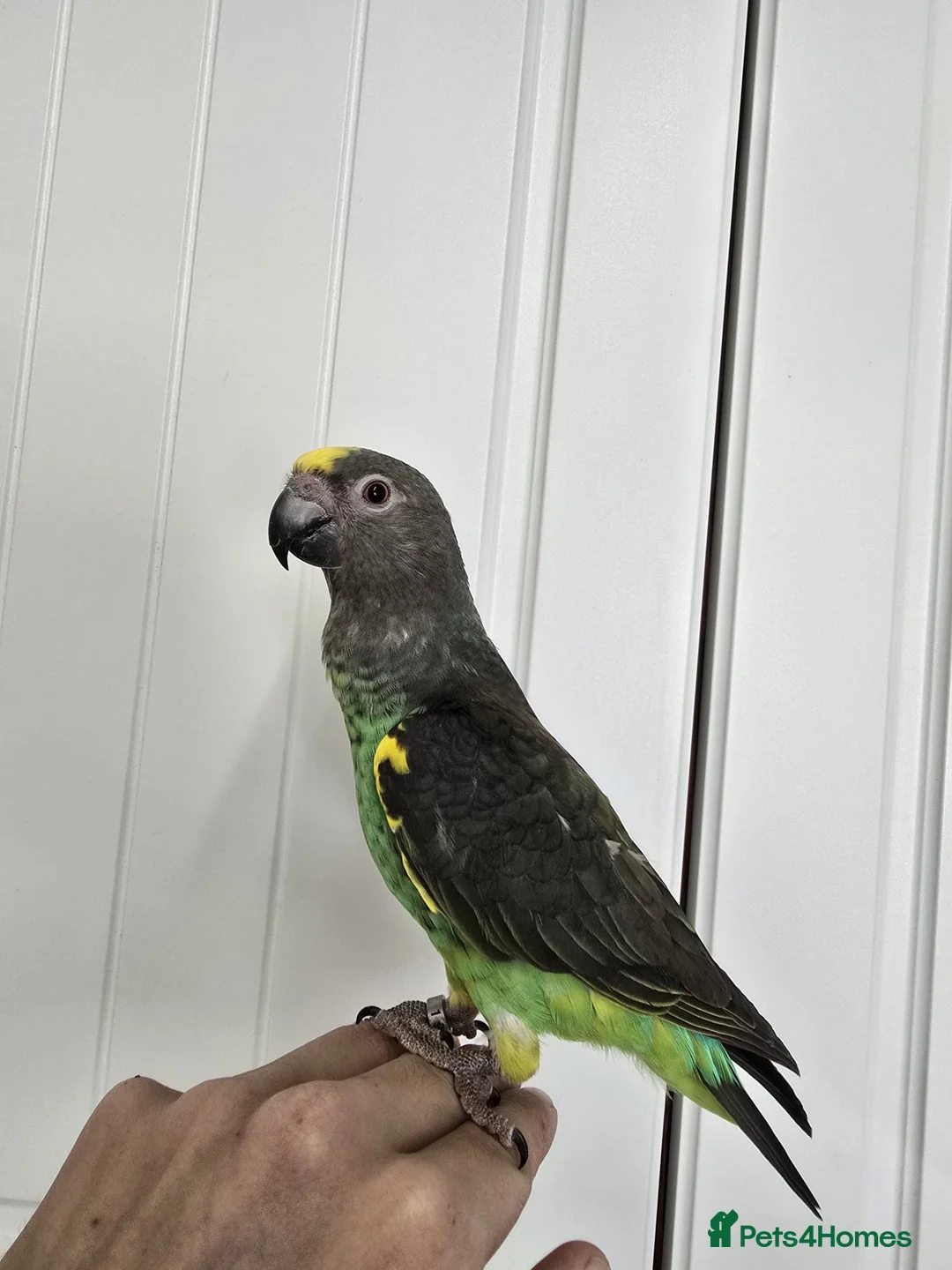 Parrots birds for sale: Meyers Parrot  - Advert 1