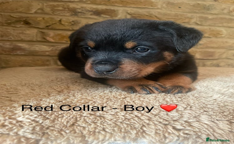 Rottweiler dogs - Advert 1