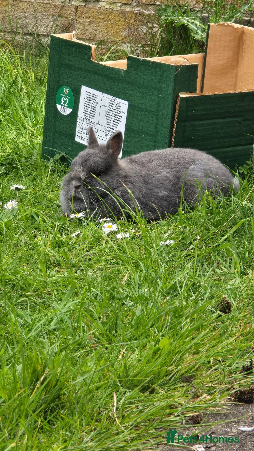 Netherland Dwarf rabbits for sale: Pure Netherland Dwarf for sale  in Dunstable - Advert 4