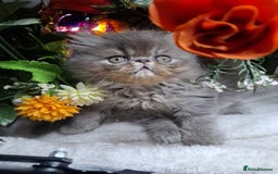 Persian cats for sale: Persian Kittens looking for their forever homes - Image 5