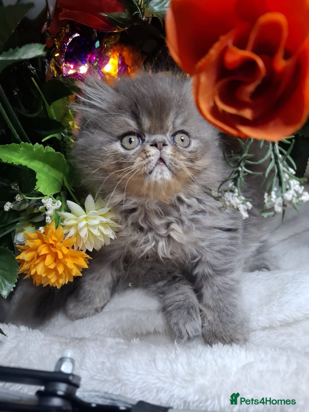 Persian cats for sale: Persian Kittens looking for their forever homes - Image 5