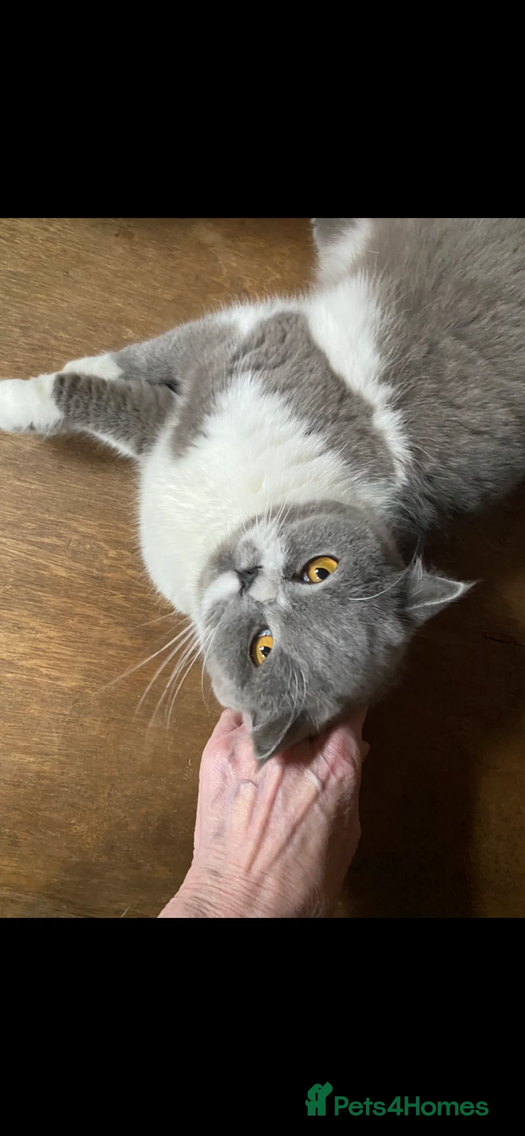 British Shorthair cats for sale: ADULT RE-HOME BRITISH SHORTHAIR BI - Advert 1