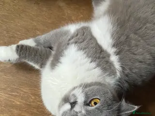 British Shorthair cats ADULT RE-HOME BRITISH SHORTHAIR BI - Advert 3