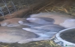 Mini Lop rabbits for sale: Beautiful lops for sale  - Image 1