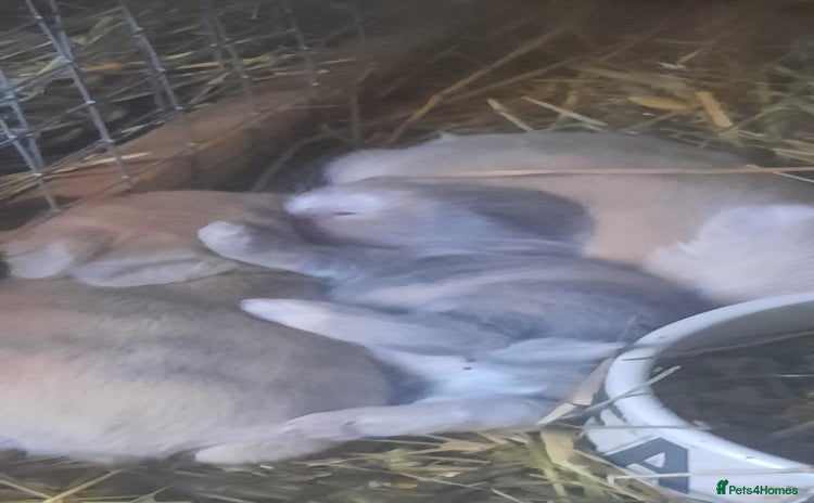 Mini Lop rabbits - Advert 15