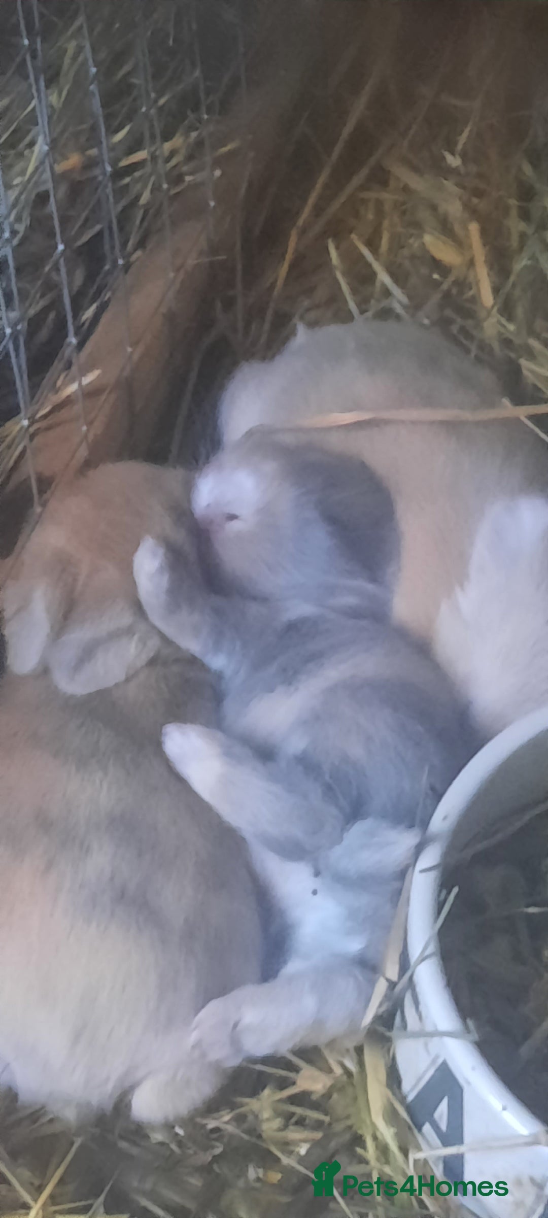 Mini Lop rabbits for sale: Beautiful lops for sale  - Image 1