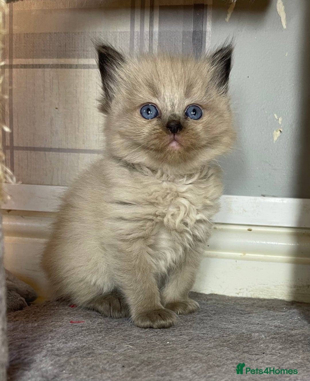 Ragdoll cats for sale: Pedigree Cherubim Ragdoll Kittens💫 - Image 4