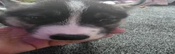 Huskita dogs for sale: huskita/siberian husky puppies - Advert 6