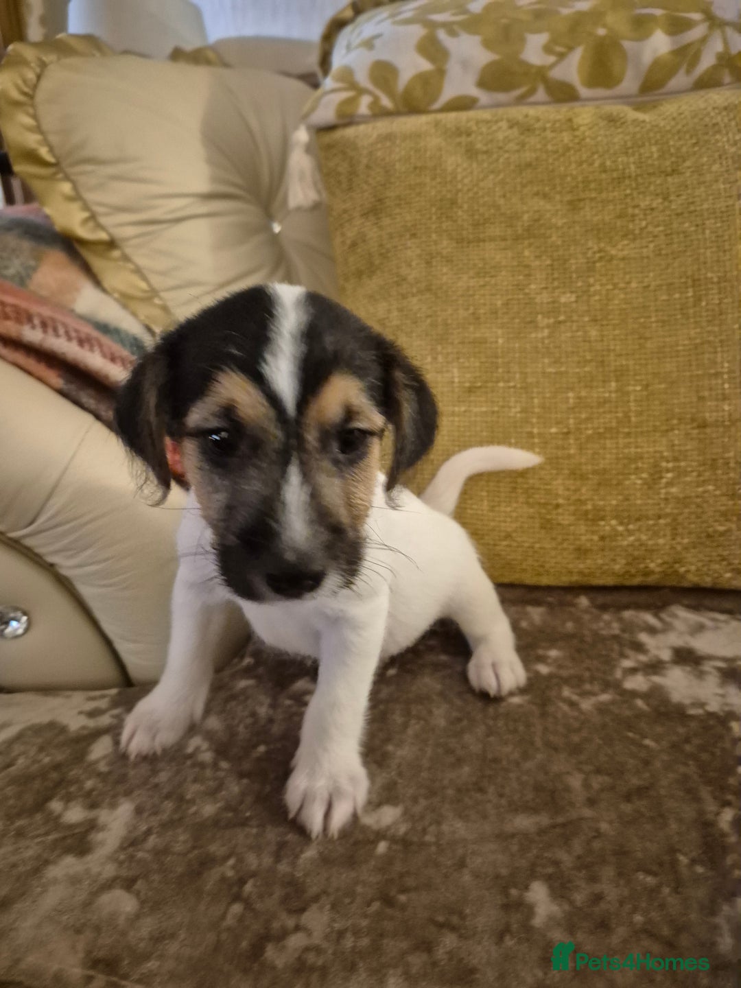 Jack Russell dogs for sale: Jack Russell boys ready now  **  - Advert 1