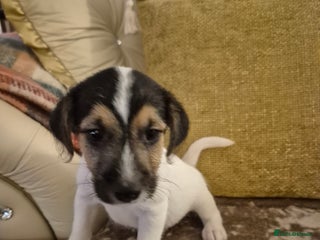 Jack Russell dogs Jack Russell boys - Advert 18