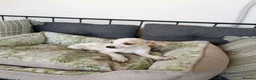 Mixed Breed dogs for adoption: 🐾Meet Donut so sweet he could pass for dessert 🍩 - Advert 6