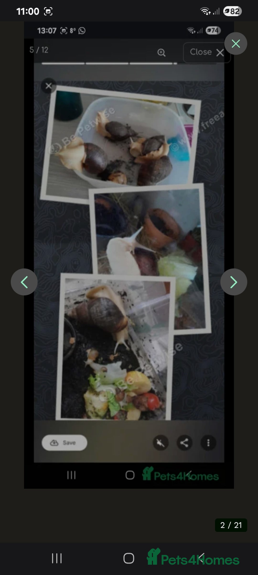 Snails invertebrates for sale: Baby giant African land snails Fulica  - Advert 11