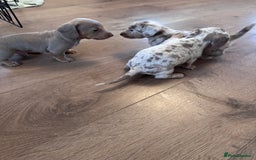 Miniature Dachshund dogs for sale: Gorgeous Miniature Daschunds  - Image 15