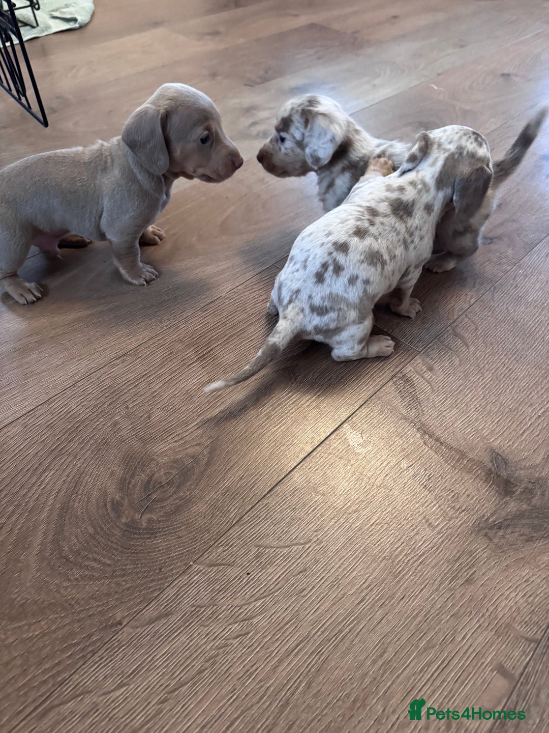 Miniature Dachshund dogs for sale: Gorgeous Miniature Daschunds  - Image 15