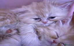 Persian cats for sale: exotic doll face, Persians - pedigree parents - Image 26
