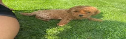 Miniature Poodle dogs for sale: KC Reg Miniature Poodles Puppies  - Advert 3