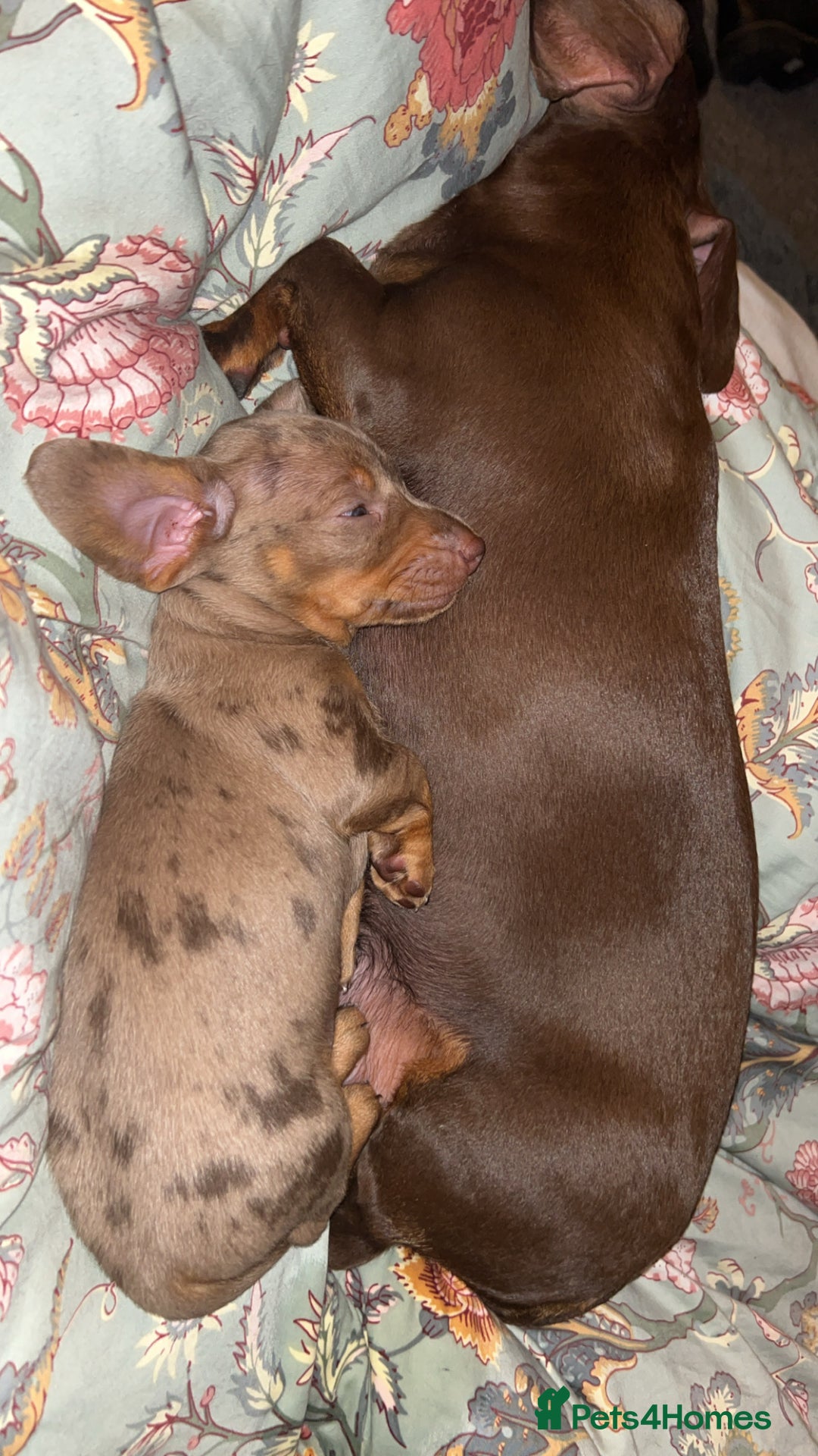 Miniature Dachshund dogs for sale: Last male miniature chocolate dapple dachshund - Image 10