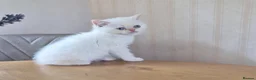 Persian cats for sale: Persian x BSH - Advert 13
