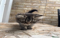 Mixed Breed cats for sale: Kitten for sale, mixed race, Scottish fold mother  - Image 7