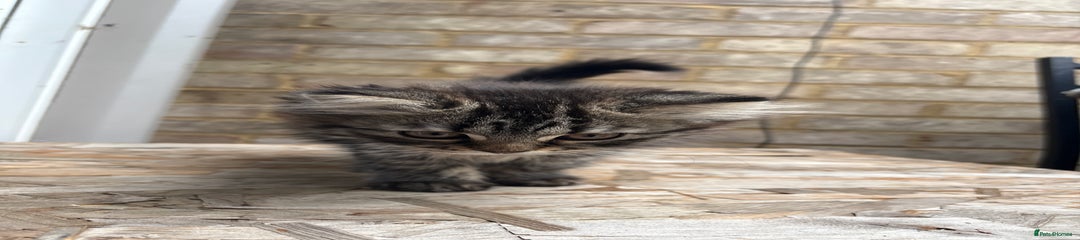 Mixed Breed Kitten 1