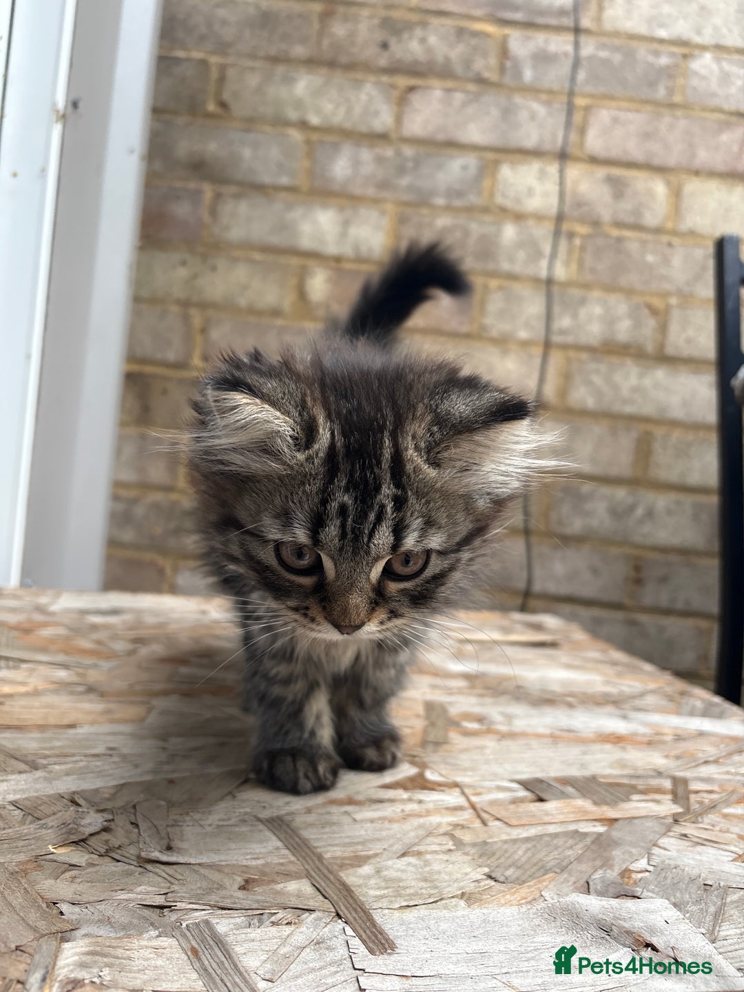 Mixed Breed cats for sale: Kitten for sale, mixed race, Scottish fold mother  - Image 7