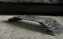 Bearded Dragon reptiles for sale: Reptile accessories and vivarium available - Advert 4