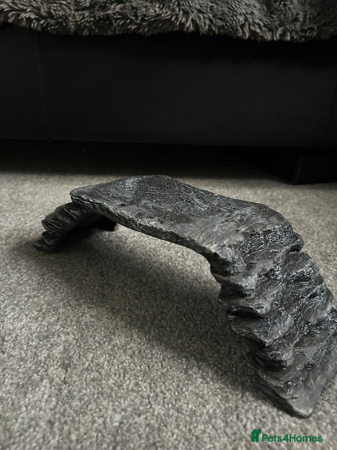 Bearded Dragon reptiles for sale: Reptile accessories and vivarium available - Advert 4