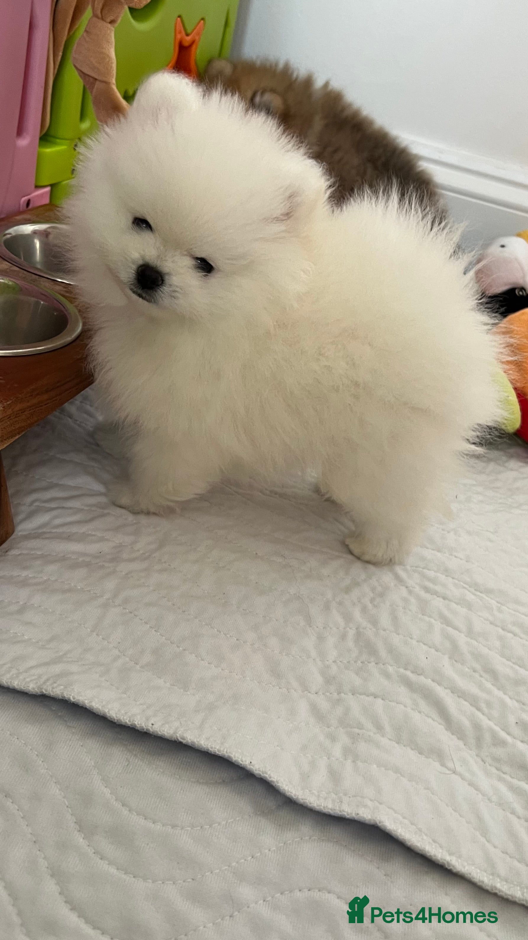 Pomeranian dogs MAGICAL PURE POMERANIAN KC - Advert 2