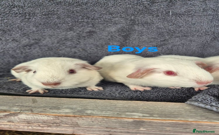 Guinea Pig rodents - Advert 19