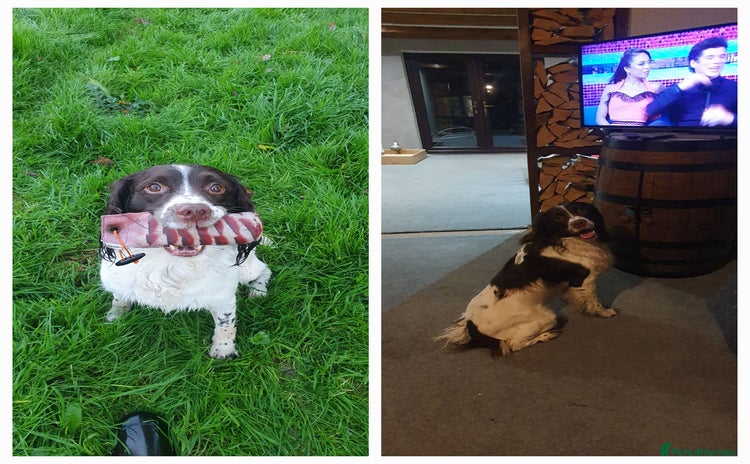 English Springer Spaniel dogs Springer spaniel kc reg - Advert 11