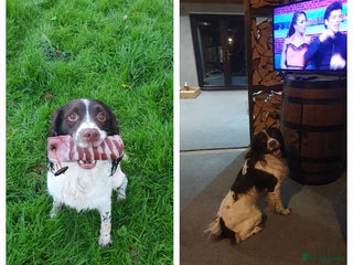 English Springer Spaniel dogs Springer spaniel kc reg - Advert 13