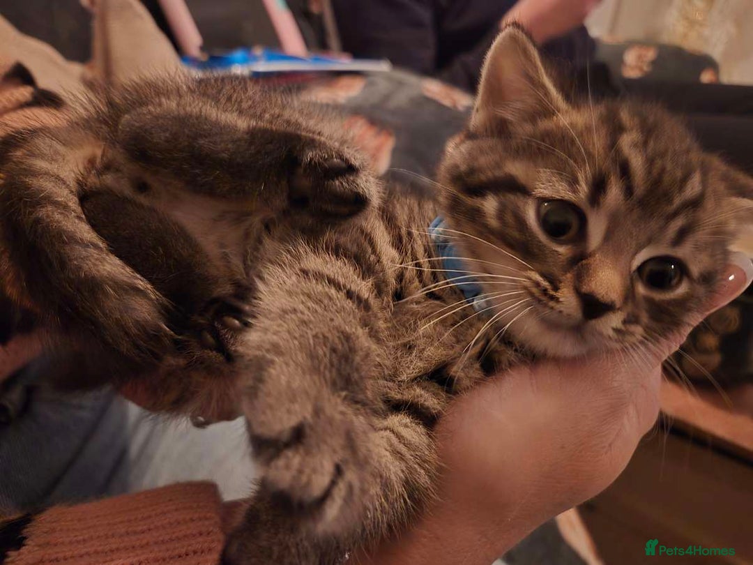 British Shorthair cats for sale: Twelve British short-haired mixed breed - Advert 2