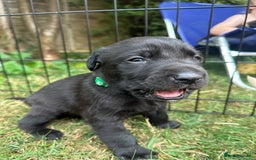 Mixed Breed dogs for sale: 3/4 Labradors puppy’s for sale  - Image 7