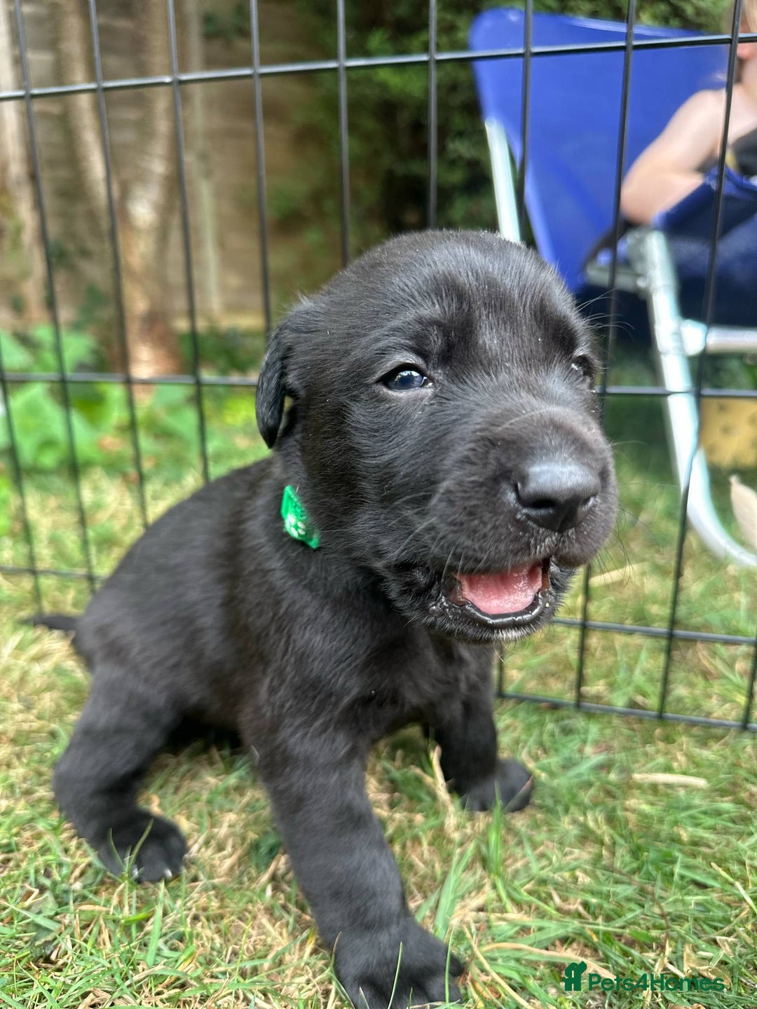 Mixed Breed dogs for sale: 3/4 Labradors puppy’s for sale  - Image 7