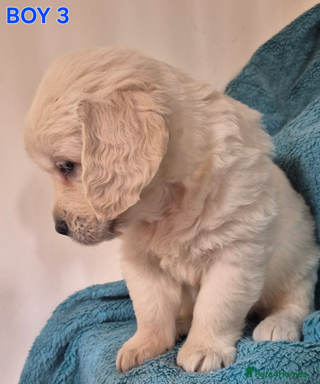 Golden Retriever dogs for sale: Show type Golden Retrievers health tested parents - Image 5