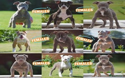 Old Tyme Bulldog dogs for sale: Why Settle for Less? 5⭐️Rated, 23 Years Experience - Image 3