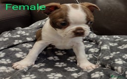 Boston Terrier dogs for sale: Three adorable KC Boston Terrier puppies - Image 7