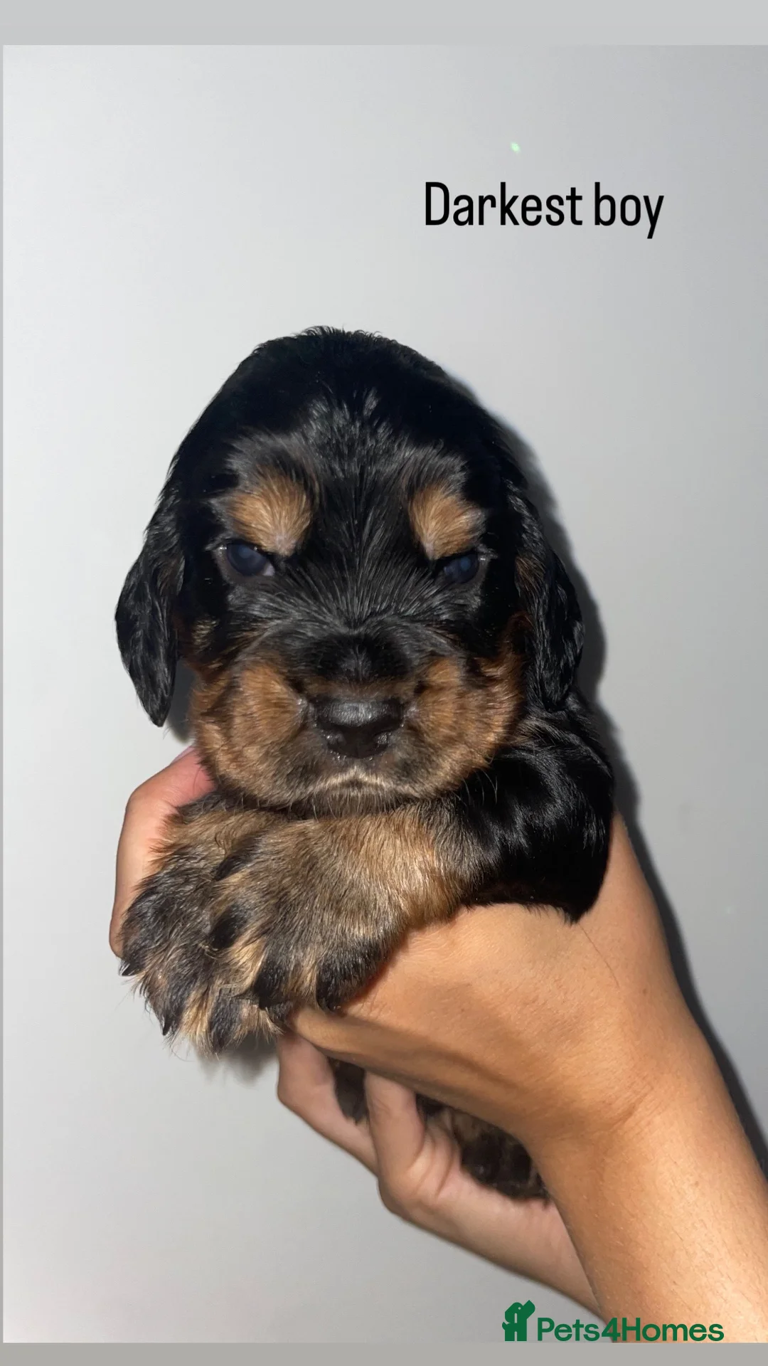 Cocker Spaniel dogs for sale: Beautiful show English cocker spaniels  - Advert 34