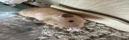 Hamster rodents for sale: syrian female hamster  - Advert 6