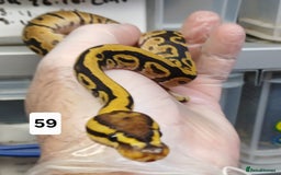 Python Snake reptiles for sale: Hatchling Royal Python's  - Image 29