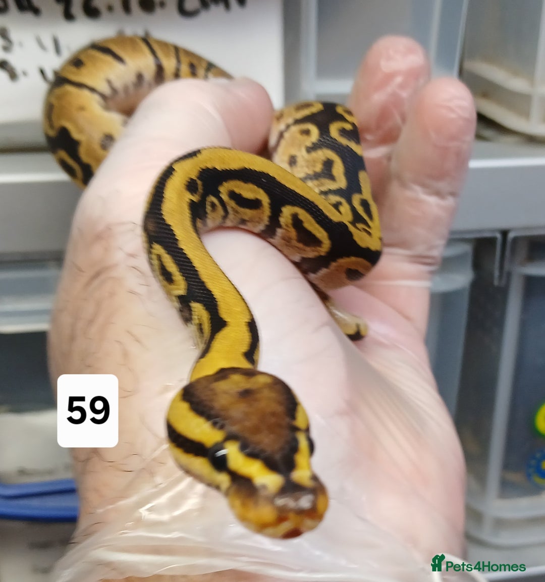 Python Snake reptiles for sale: Hatchling Royal Python's  - Image 29
