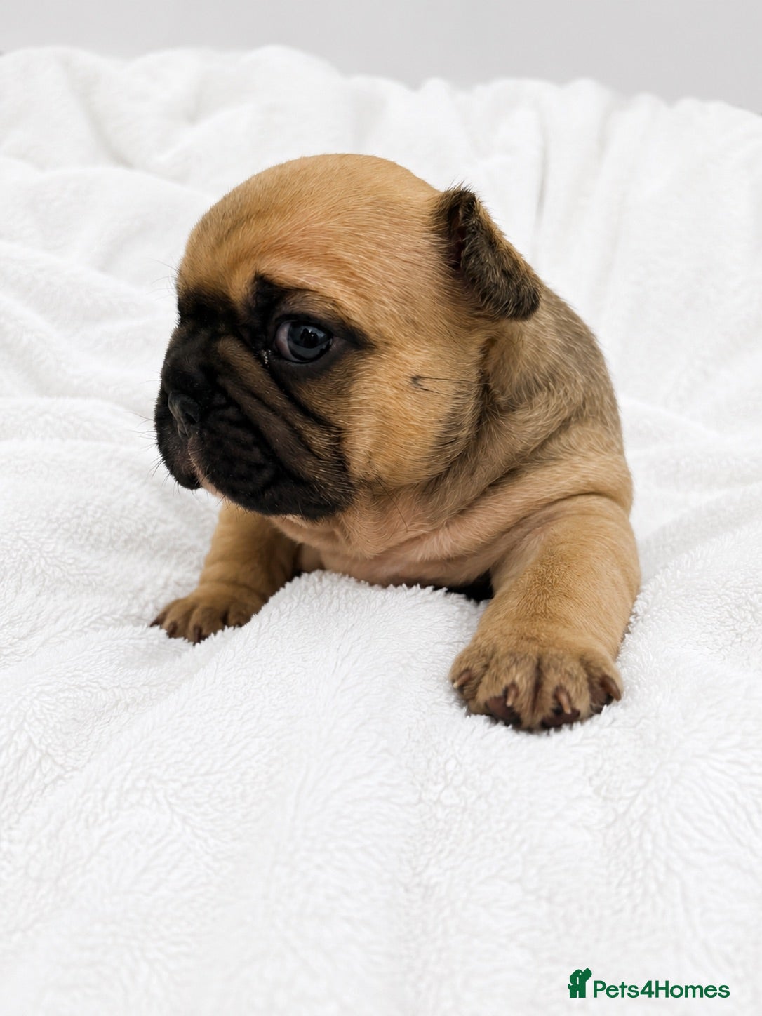 French Bulldog dogs TOP QUALITY KC REG FRENCH BULLDOG PUPPIES(HEALTHT) - Advert 4