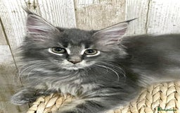 Maine Coon cats for sale: Beautiful full Maine Coon kittens ready now 😻 - Image 23
