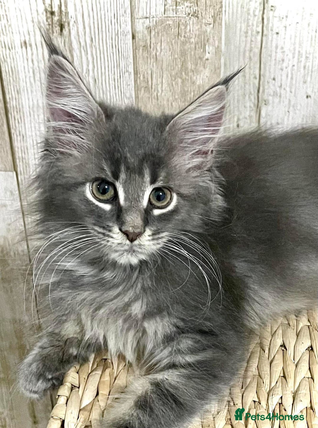 Maine Coon cats for sale: Beautiful full Maine Coon kittens ready now 😻 - Image 23