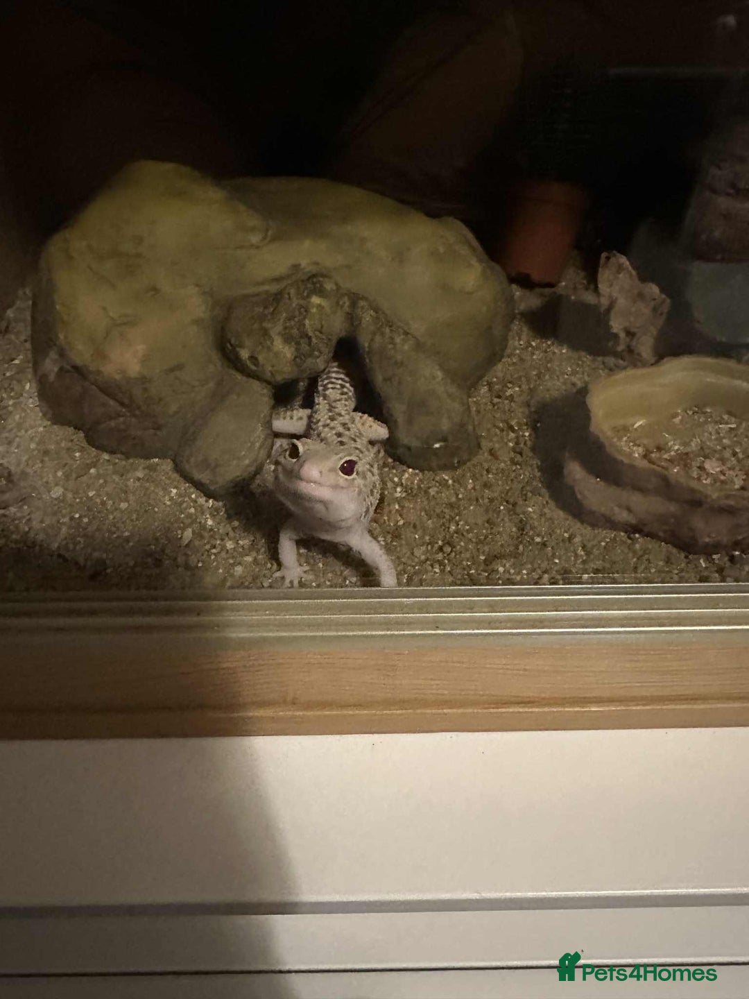 Gecko reptiles for sale: 3 year old leopard gecko  - Advert 3