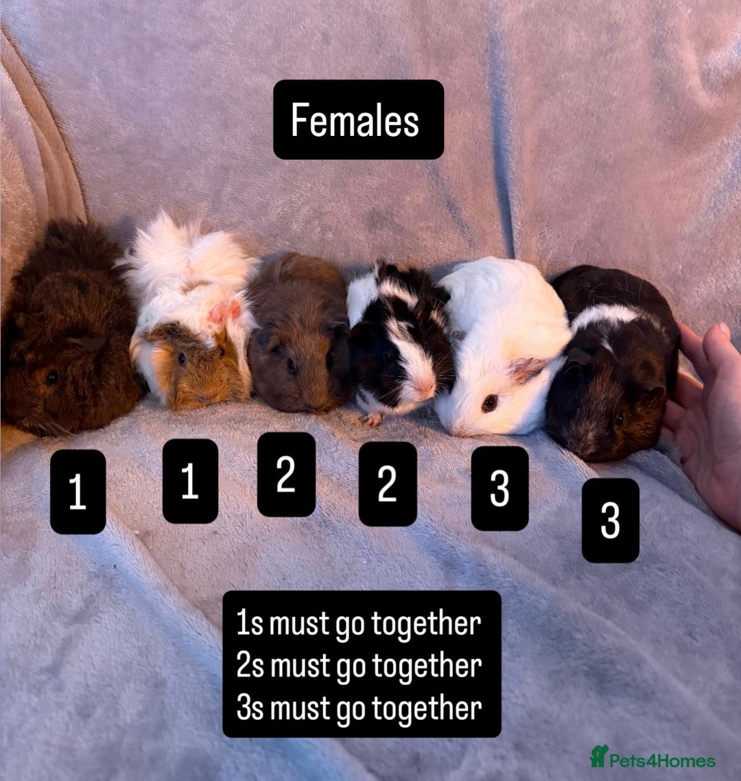 Guinea Pig rodents for sale: Gorgeous Baby Guinea Pigs  - Advert 1