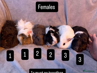 Guinea Pig rodents Gorgeous Baby Guinea Pigs - Advert 1
